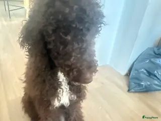 Labradoodle honden Hele mooie labradoodle puppy’s - Advertentie 1