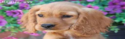 Kruising honden te koop: Leuke Kruising Engelse Cocker Spaniel pups reutjes - Advertentie 9