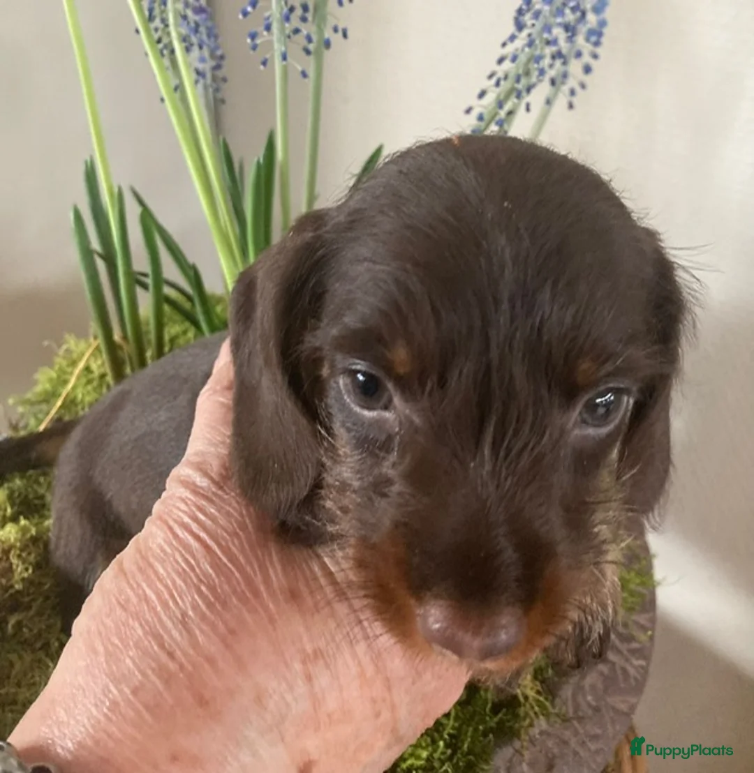 Teckel (korthaar)  honden te koop: Teckel kaninchen ruwhaar met fci stamboom - Advertentie 2