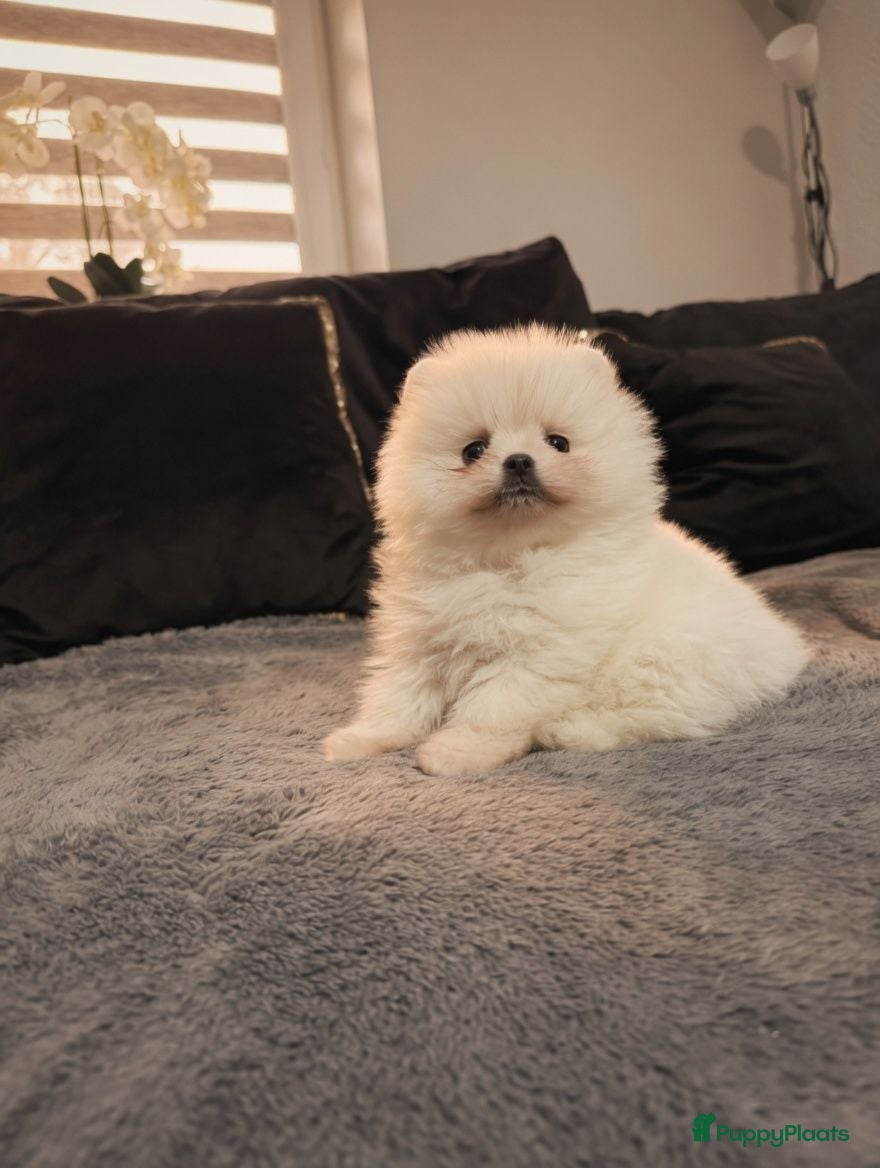 Pomeriaan honden Mooie Pomeriaan reu - Advertentie 1
