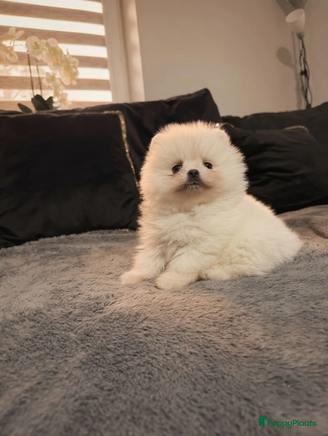 Pomeriaan honden te koop: Mooie Pomeriaan reu - Advertentie 1