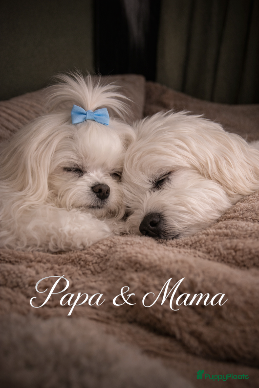 Maltezer honden Mini malzeter  - Advertentie 1