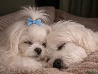 Maltezer honden Mini malzeter - Advertentie 1