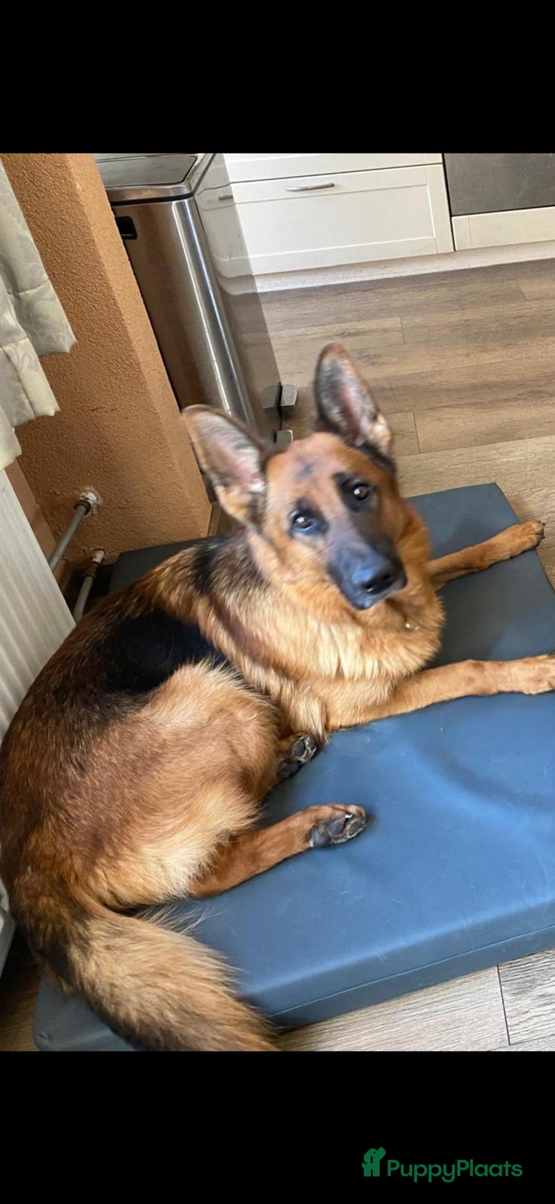 Duitse Herder honden te koop: Stamboom Duitseherder pups  HD en ED  vrij - Advertentie 6