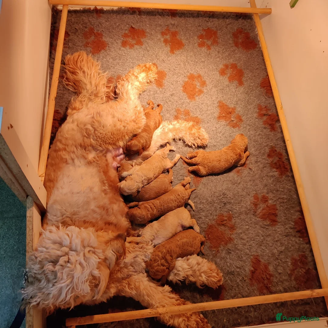 Goldendoodle honden te koop: Nestje F1B medium goldendoodles verwachte - Advertentie 4