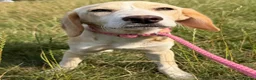 Kruising honden te koop: Jayaa - Advertentie 5