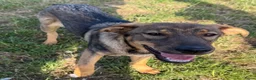 Kruising honden te koop: Fayaa - Advertentie 7