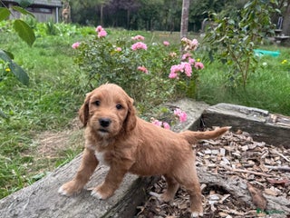 Goldendoodle honden - Advertentie 10