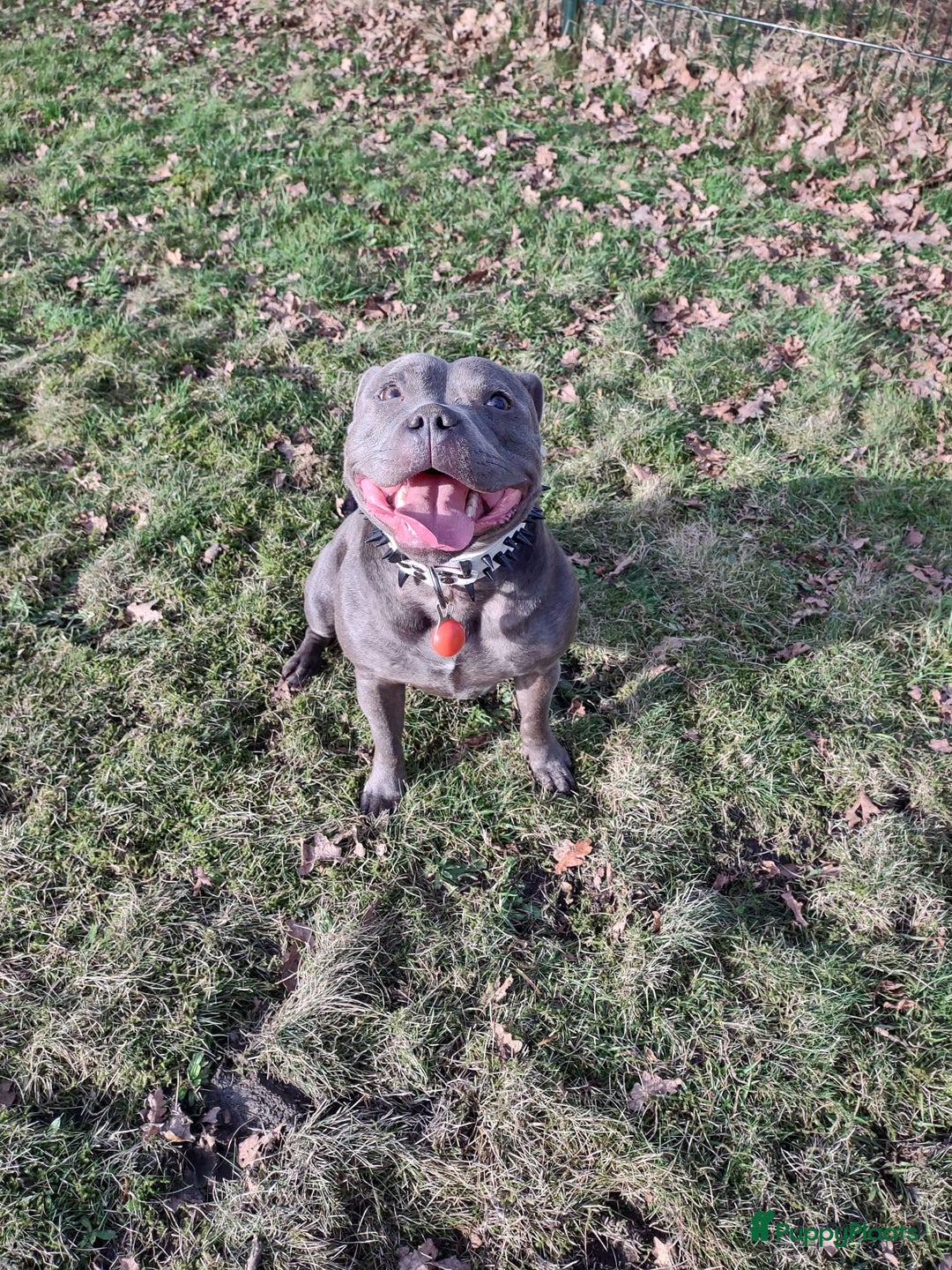 Engelse Stafford honden te koop: Engelse Staffordshire Bull terrier, Laatse Pup! - Advertentie 12