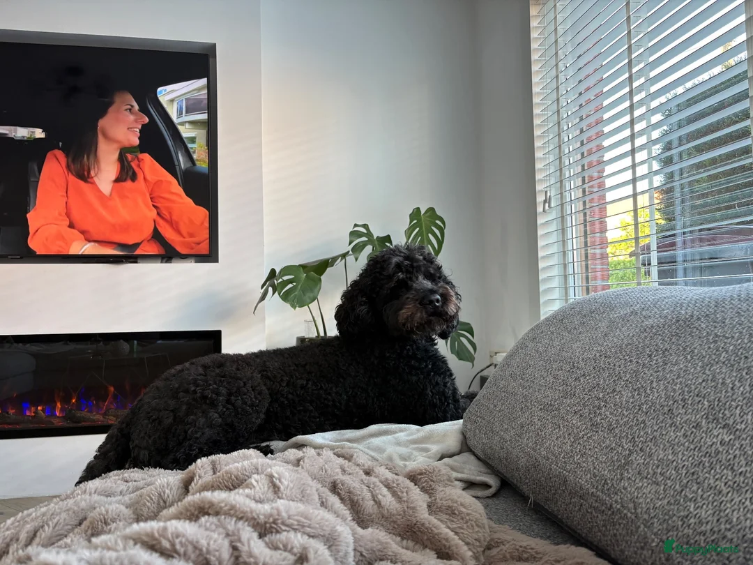 Australian Labradoodle honden ter dekking: Lieve zwarte Australian Labradoodle Floki – dekreu in Middelburg - Advertentie 3