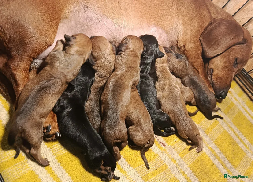 Teckel (korthaar)  honden te koop: Prachtige kortharige standaard teckel pups  - Advertentie 1