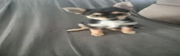 Kruising honden te koop: Puppies in Westdorpe - Advertentie 1