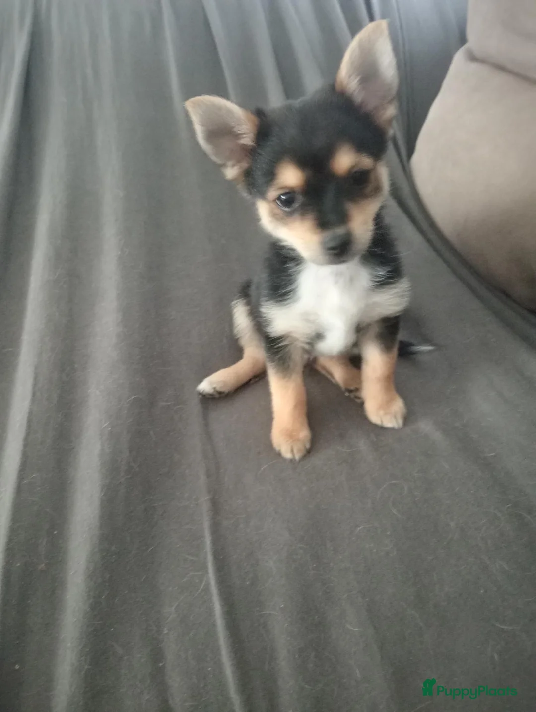 Kruising honden te koop: Puppies in Westdorpe - Advertentie 1