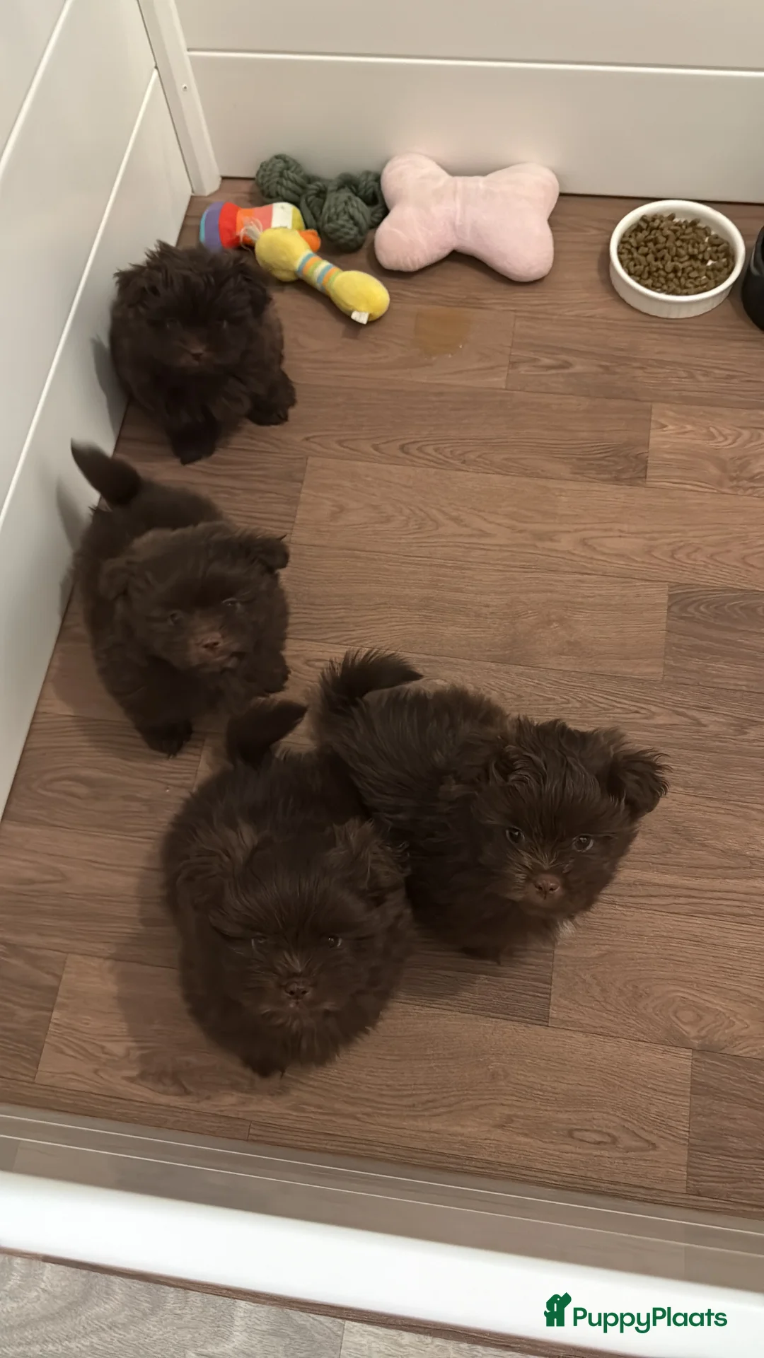 Kruising honden te koop: Prachtig pups Shih Tzu Pomeriaan shiranian  - Advertentie 1