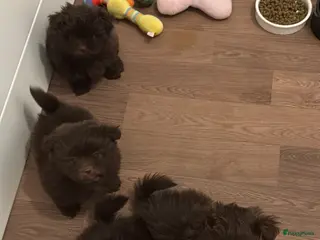 Kruising honden Prachtig pups Shih Tzu Pomeriaan shiranian - Advertentie 19