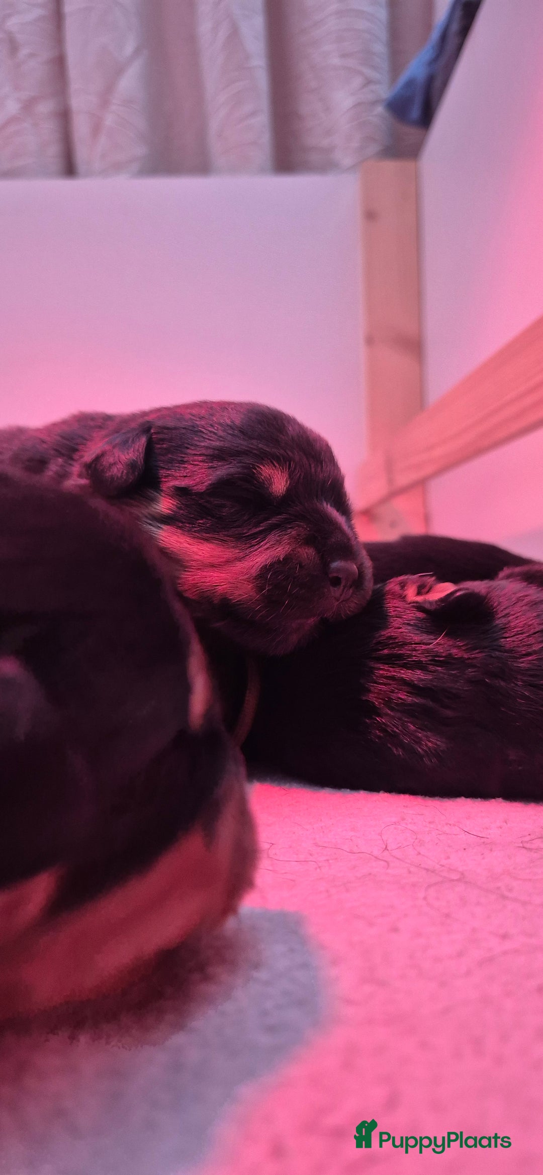 Rottweiler honden te koop: Nest F 27.11.2025 - Advertentie 3