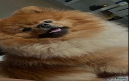 Pomeriaan honden te koop: Pomeriaan pups  - Afbeelding 1