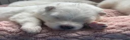Samojeed honden te koop: Samojeden pups met stamboom - Advertentie 8