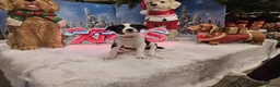 Border Collie honden te koop: Mooie, lieve en gesocialiseerde border collie - Advertentie 5