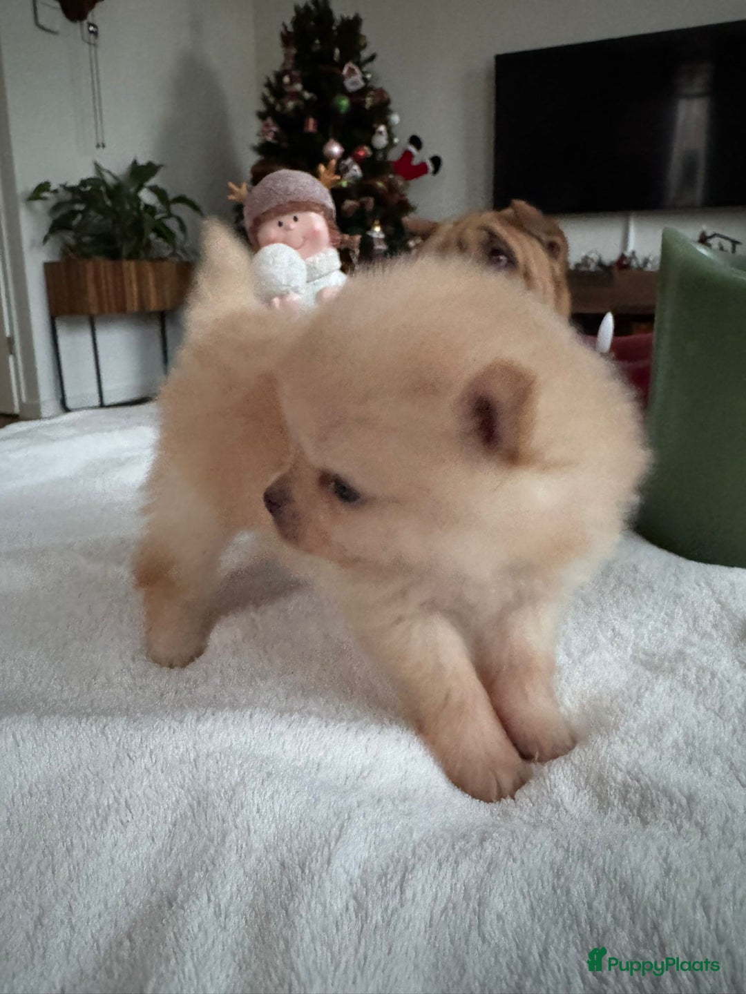 Pomeriaan honden te koop: Prachtige Pomeriaan pups  - Advertentie 8