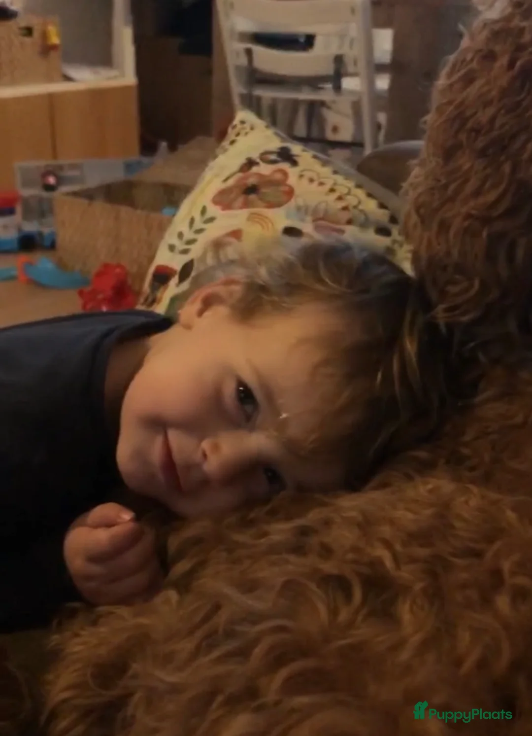 Labradoodle honden ter dekking: KNAPPE HALF AUSTRALIAN LABRADOODLE DEKREU PUK in Breda - Advertentie 20