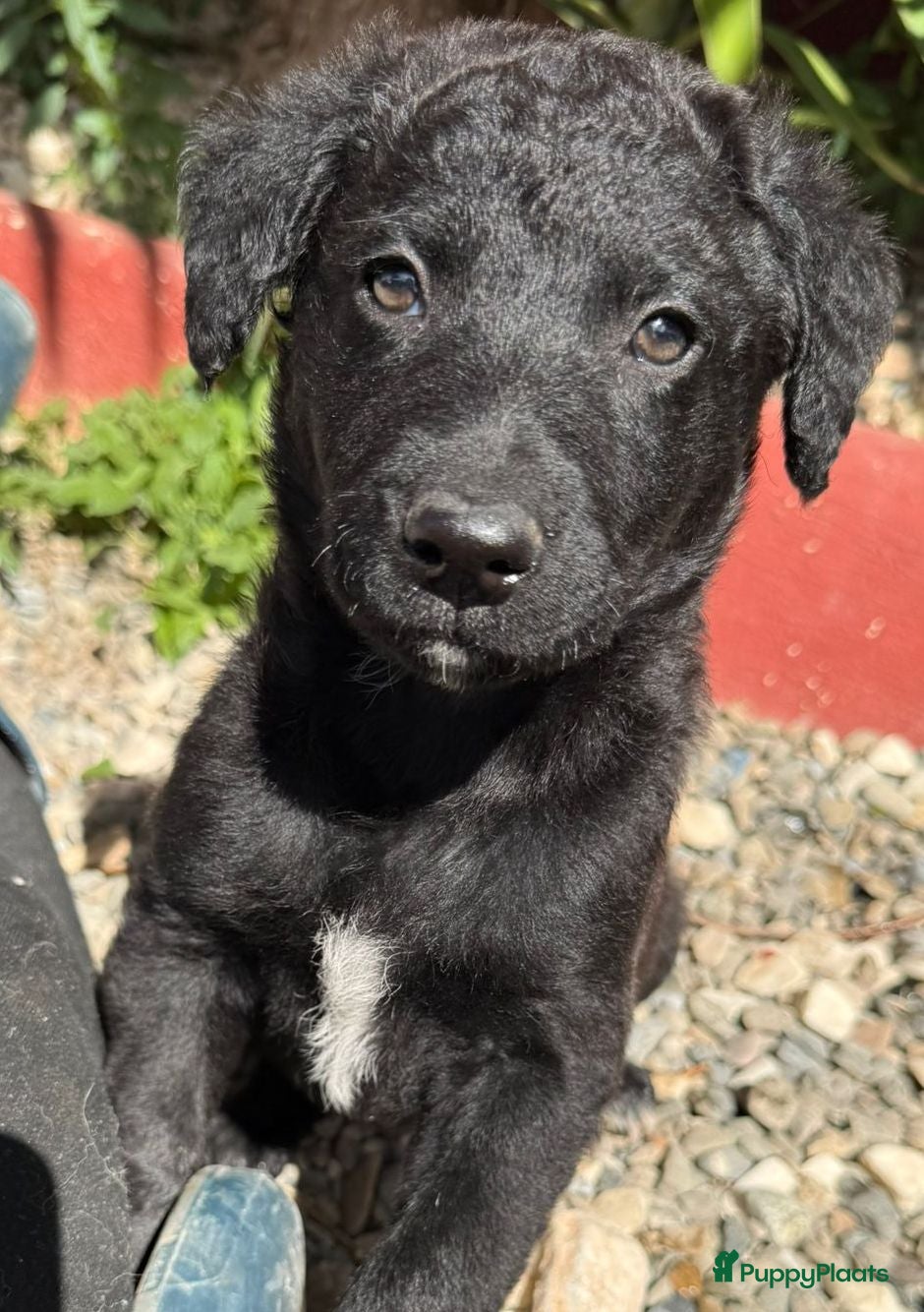 Kruising honden Billie zoekt een vriendje voor het leven  - Advertentie 7