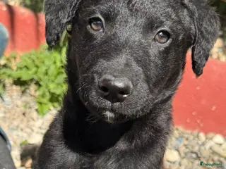Kruising honden Billie zoekt een vriendje voor het leven - Advertentie 7