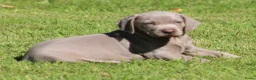 Weimarse Staande Hond korthaar honden te koop: Weimaraner pups - Advertentie 6