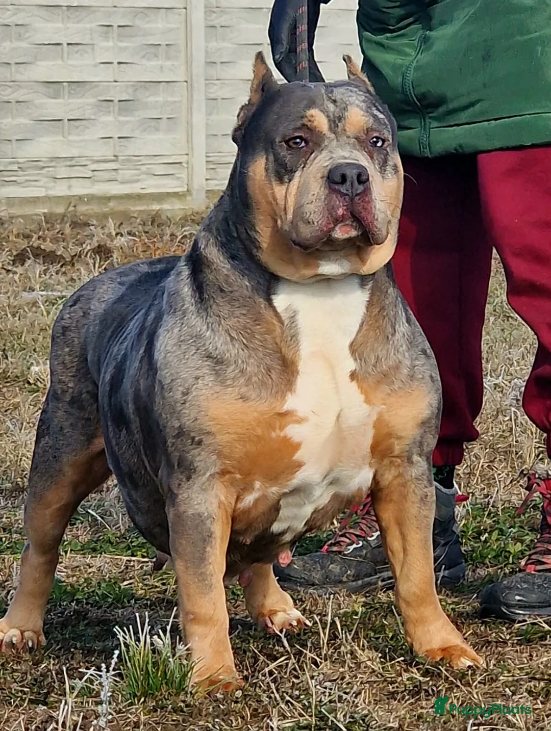 Amerikaanse Bully honden te koop: ABKC XL Pups - Advertentie 1