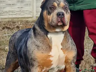 Amerikaanse Bully honden ABKC XL Pups - Advertentie 1