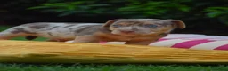 Jack Russel Terriër honden te koop: lieve pups zoeken een nieuw huisje - Advertentie 8
