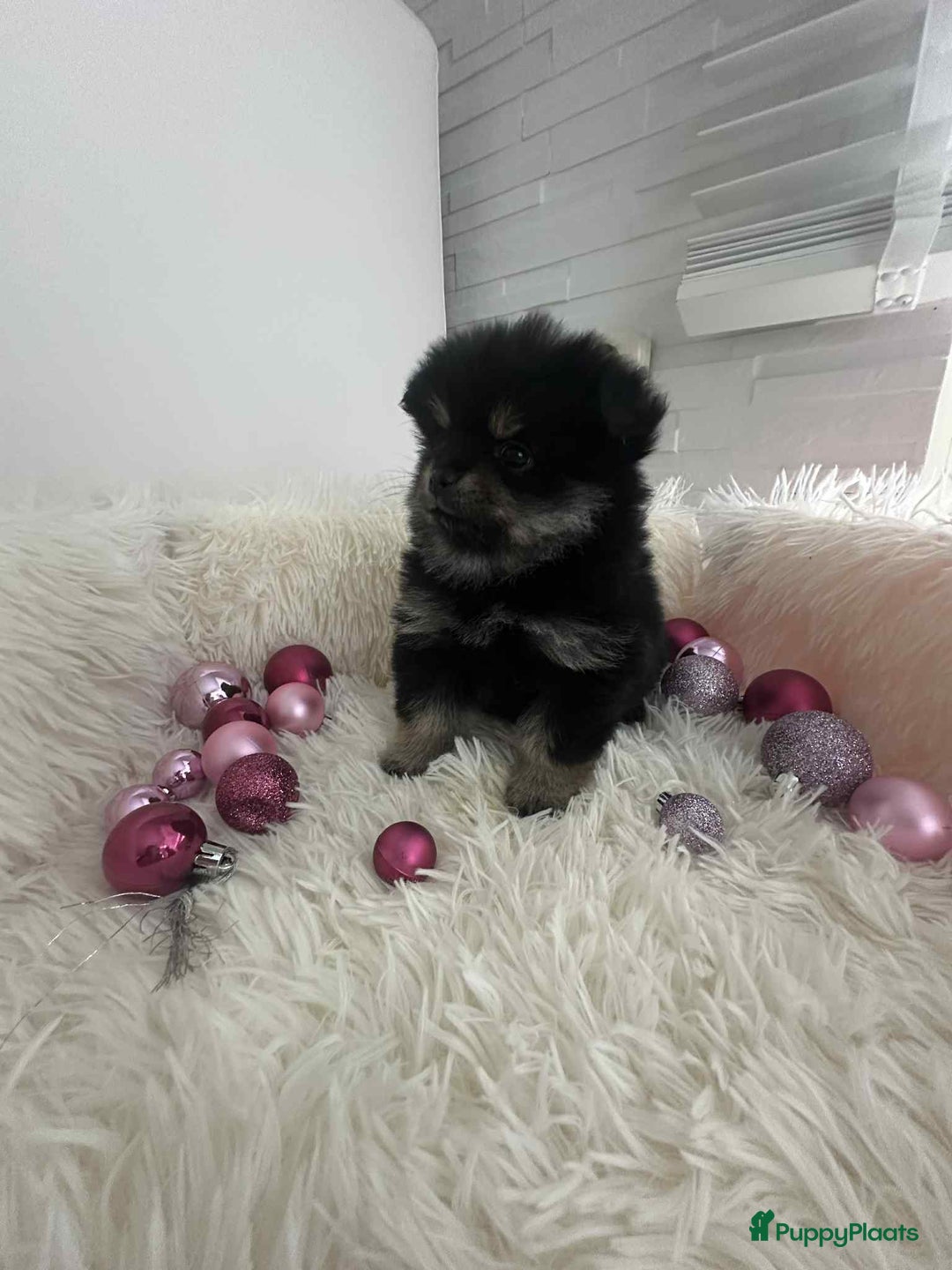 Pomeriaan honden te koop: mini pomeriaan - Advertentie 7