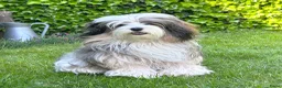 Tibetaanse Terriër honden te koop: Tibetaanse Terriër reutje beschikbaar  - Advertentie 7