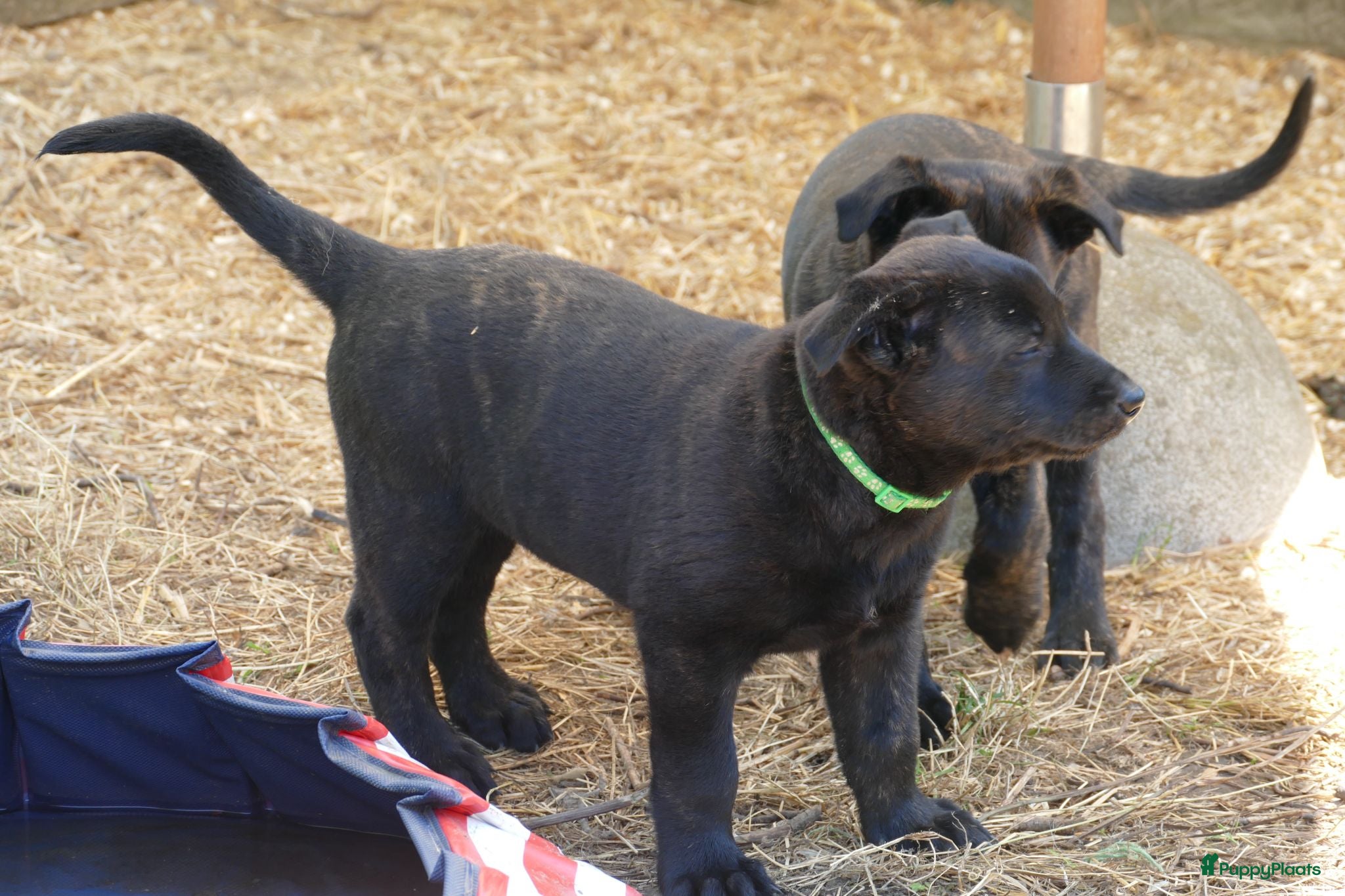Hollandse Herder honden Te koop: Hollandse herderpups - Advertentie 1