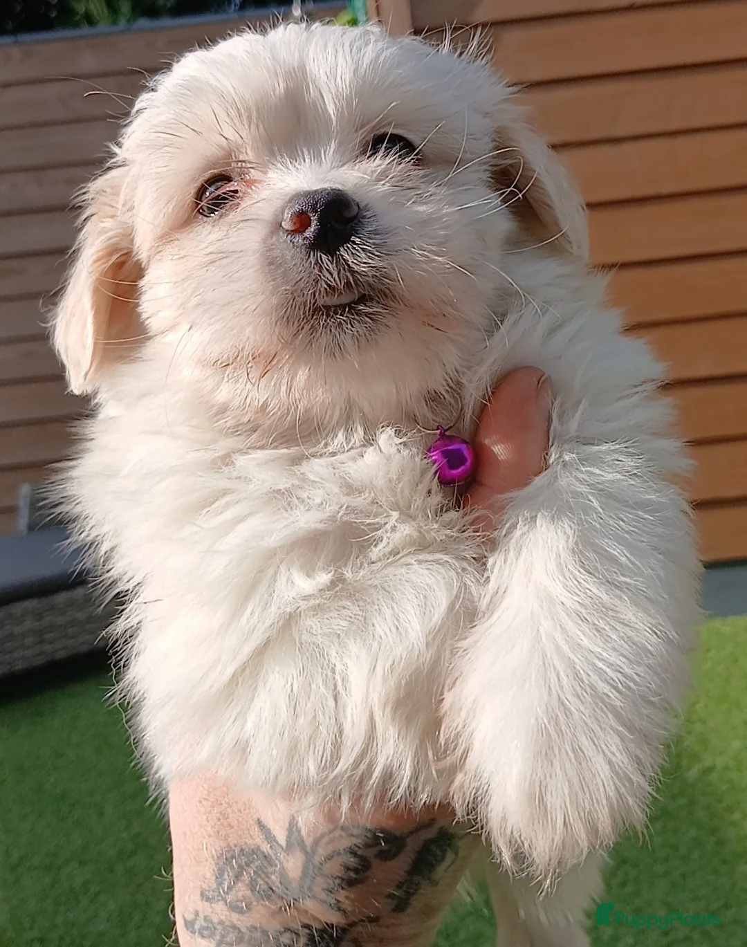 Boomer honden te koop: Prachtige boomer pups mogen nestje verlaten  - Advertentie 2