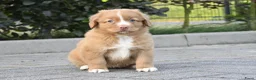Nova Scotia Duck Tolling Retriever honden te koop: Nova Scotia Duck Tolling Retriever pups # Toller - Advertentie 21