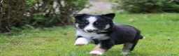 Border Collie honden te koop: Border collie pup - Advertentie 1