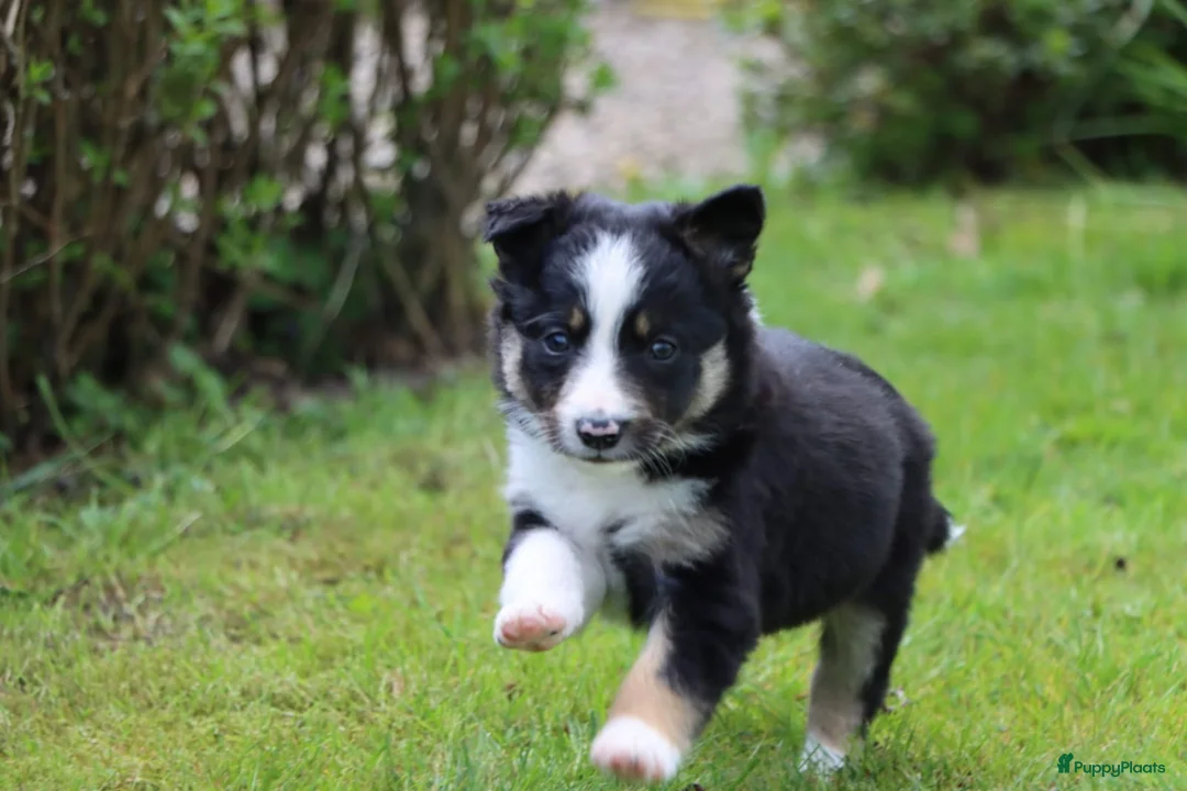 Border Collie honden te koop: Border collie pup - Advertentie 1