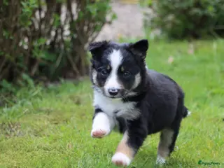 Border Collie honden Border collie pup - Advertentie 5
