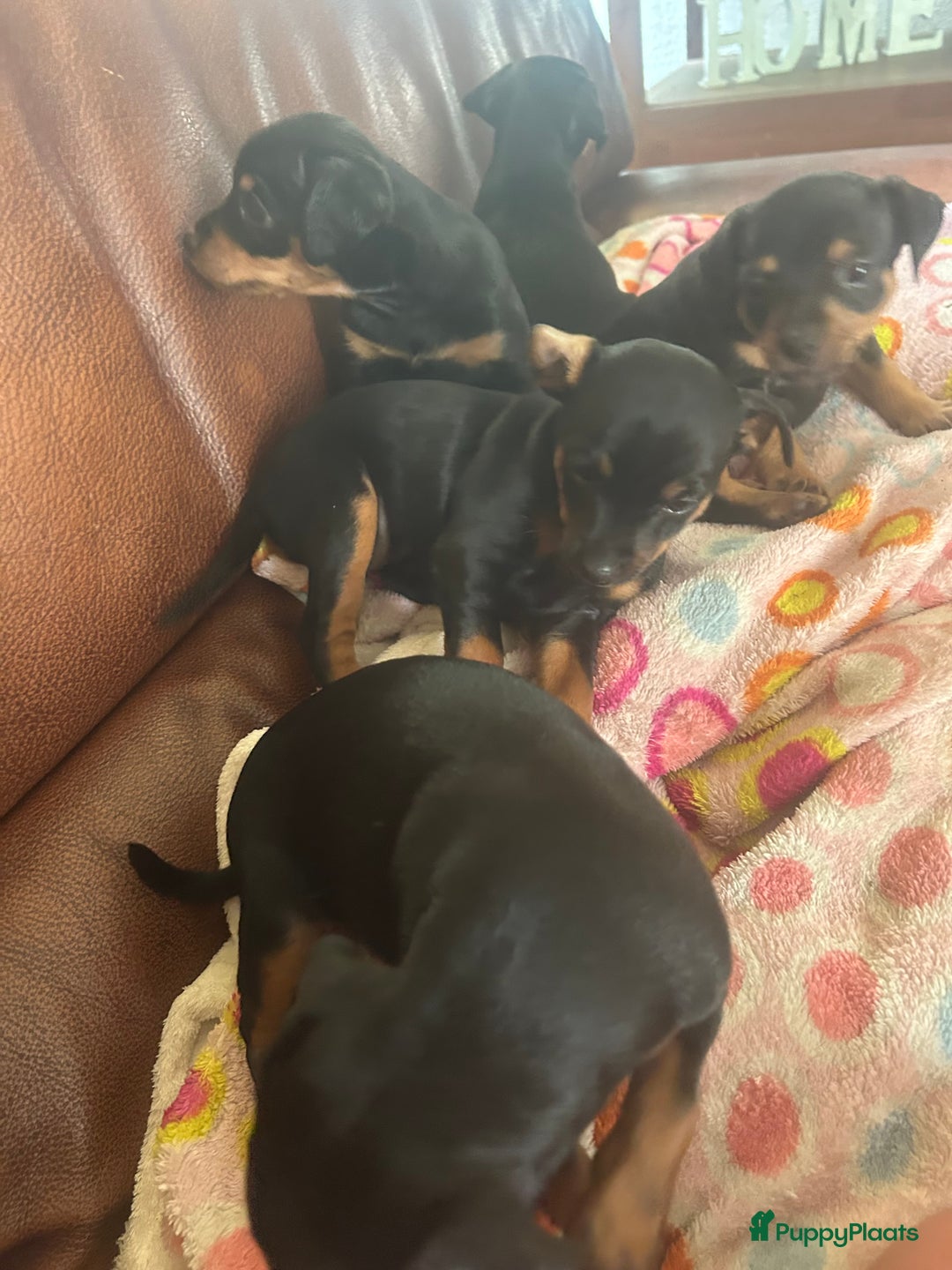 Dwergpinscher honden te koop: Dwergpinsher - Afbeelding 5