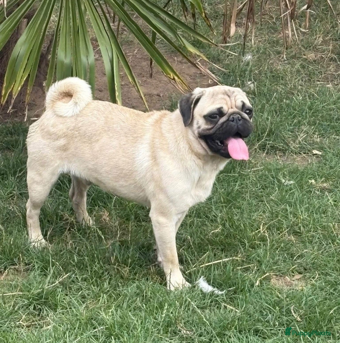 Mopshond honden Mopshond teefje en reutje  - Advertentie 6