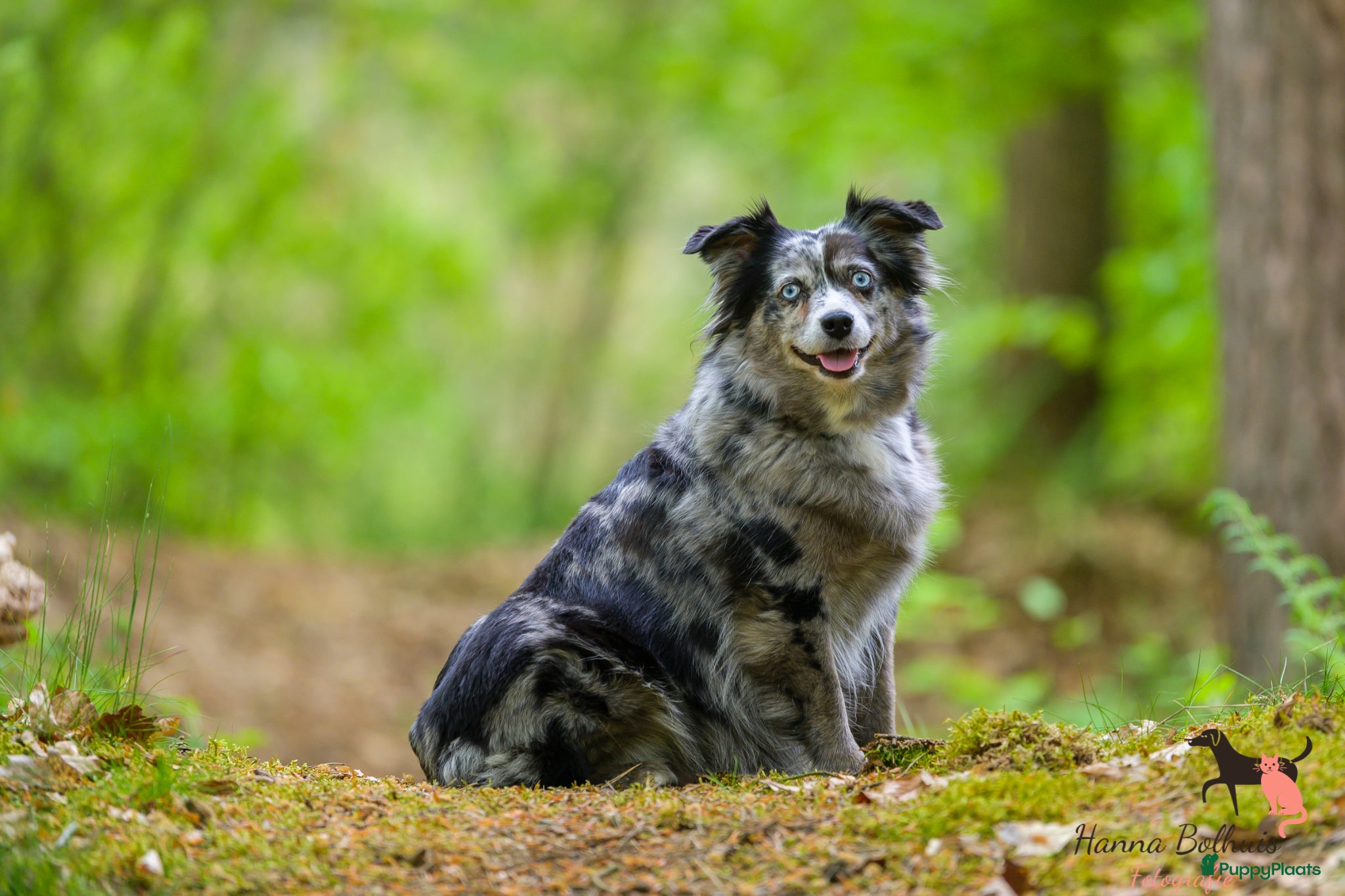 Australian Shepherd honden Mini Australian Shepherd pups - Advertentie 1