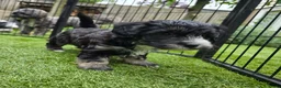Kruising honden te koop: Prachtige pups - Advertentie 14