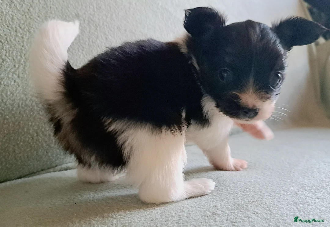 Vlinderhondje honden te koop: Prachtig Vlindertje - Advertentie 1