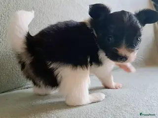 Vlinderhondje honden Prachtig Toy Vlindertje - Advertentie 14