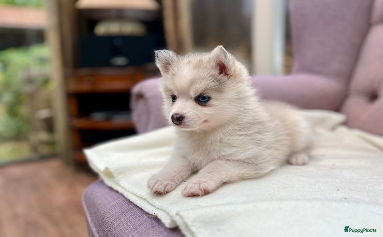 Pomsky honden - Advertentie 2