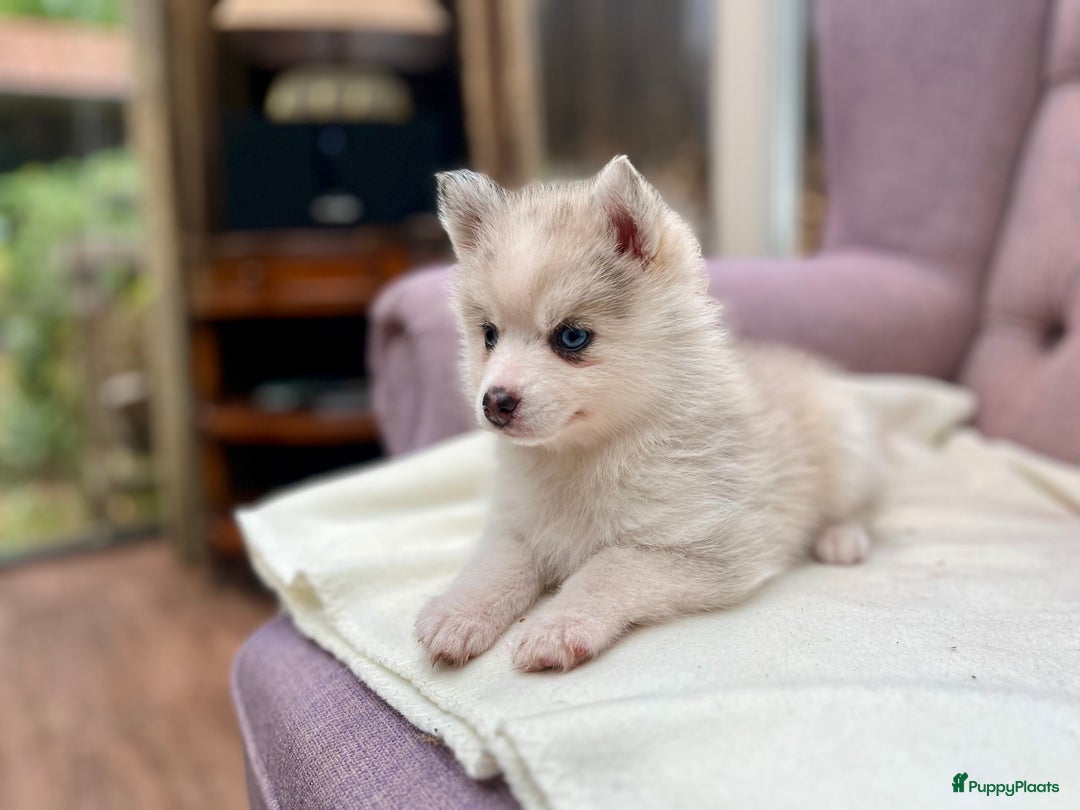 Pomsky honden te koop: Super mooie Pomsky puppy’s  - Afbeelding 4