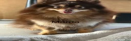 Pomeriaan honden te koop: Mooie Pomeriaantjes  - Advertentie 1