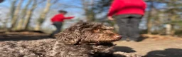 Australian Labradoodle honden te koop: Labradoodle pups - Advertentie 7