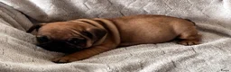Franse Bulldog honden te koop: Franse Bulldog pups - Advertentie 8